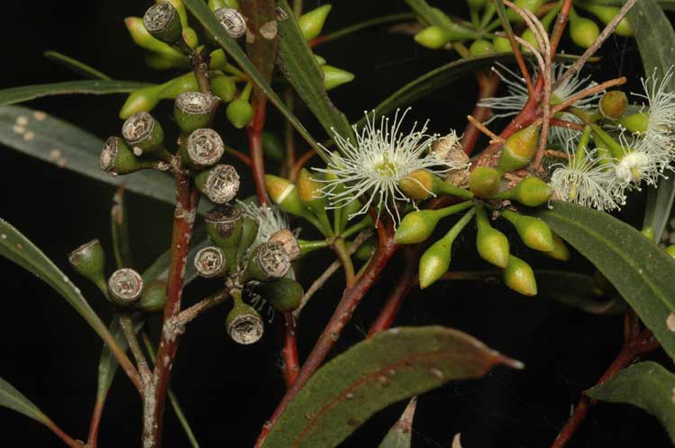 Файл:Eucalyptus viridis buds.jpg