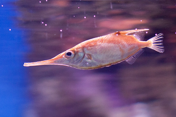 Файл:Macroramphosus-scolopax1.jpg