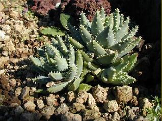Файл:Aloe brevifolia.jpg