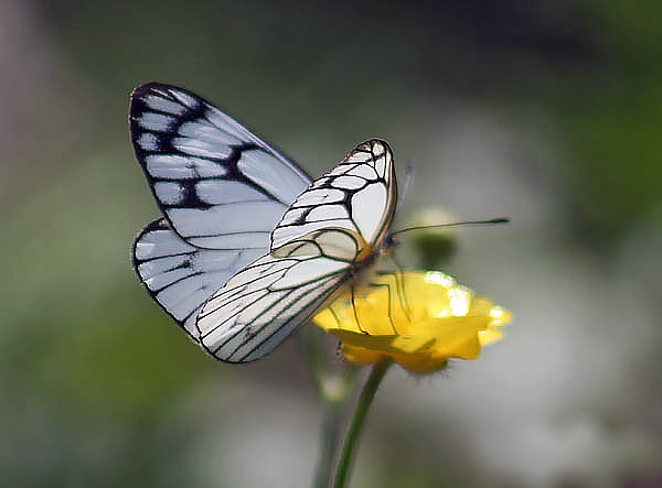 Файл:Common Wanderer Butterfly I IMG 3927.jpg