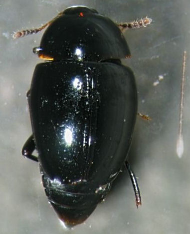 Файл:Cyparium thorpei.jpg