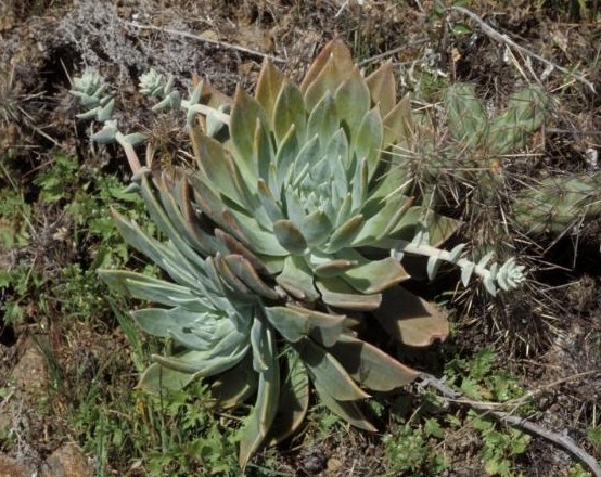 Файл:Dudleya traskiae.jpg