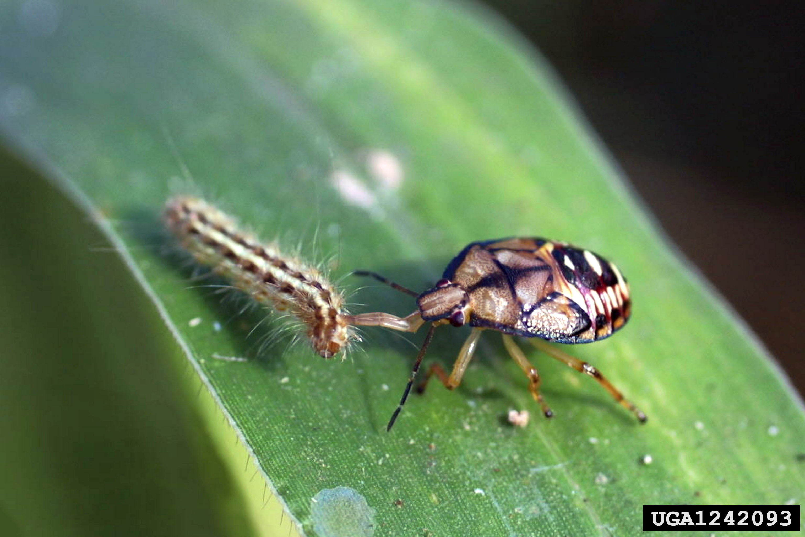 Файл:Podisus maculiventris07.jpg