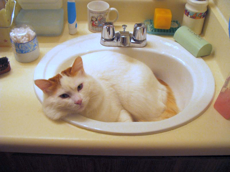 Файл:Turkish Van Example.jpg
