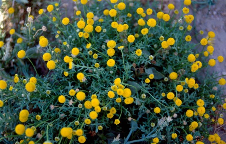 Файл:Aaronsohnia factorovskyi 1a.jpg