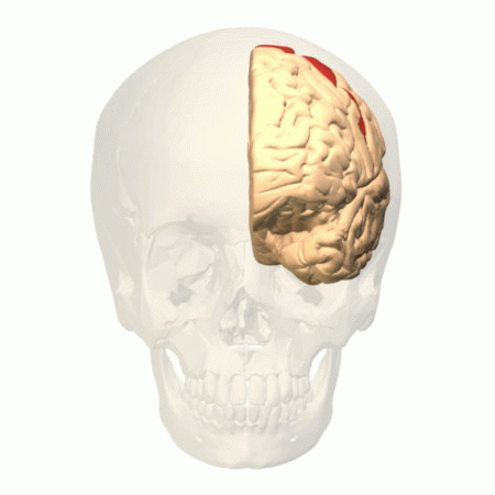 Файл:Brodmann area 4 animation.gif
