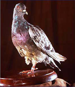 Файл:Cher Ami cropped.jpg