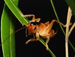 Glomeremus orchidophilus