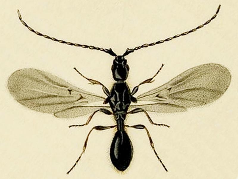 Файл:Psilus fuscipennis.jpg