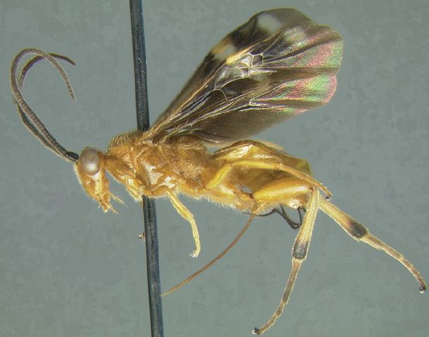 Файл:Cremnops.jpg