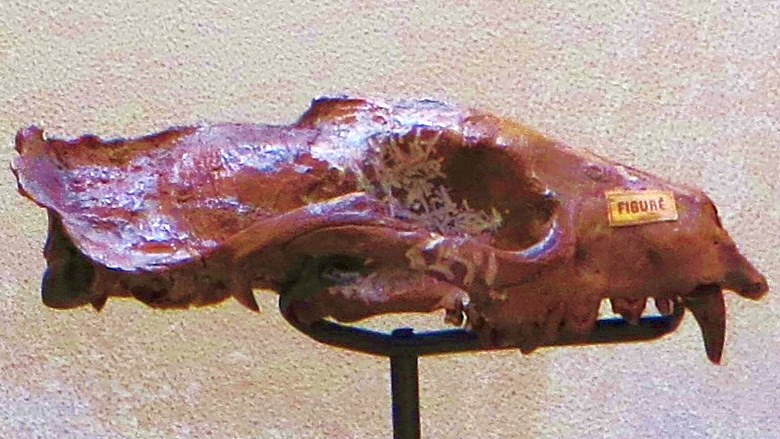 Файл:Amphictis antiqua 2.jpg