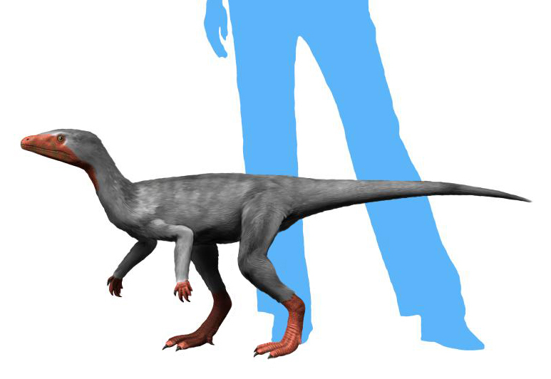 Файл:Eoraptor NT small.jpg