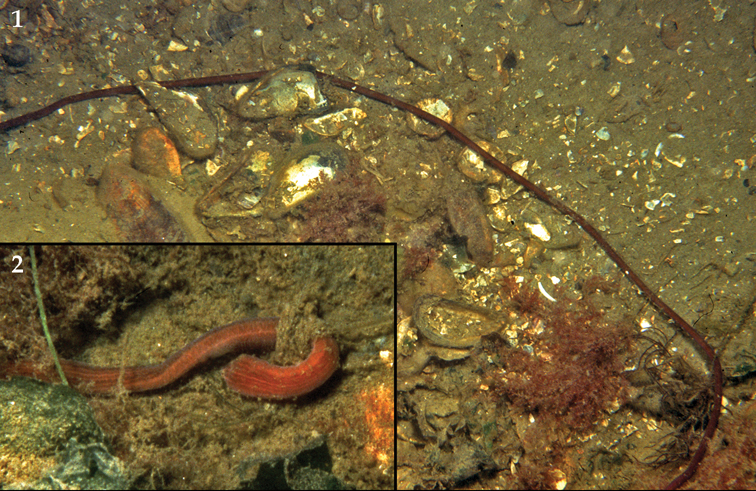 Файл:Lineus longissimus Grevelingen.jpg