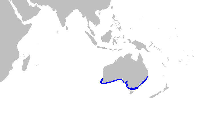 Файл:Orectolobus maculatus distmap.png