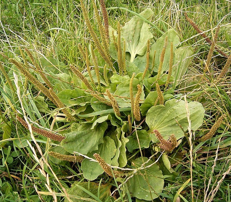 Fail:Plantago major 02 ies.jpg