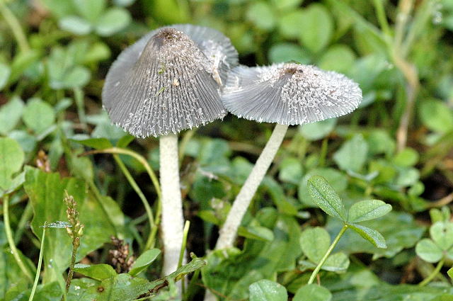 Файл:Coprinopsis spec. - Lindsey 1.jpg