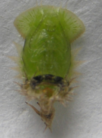 Файл:Cassida vibex pupa.jpg
