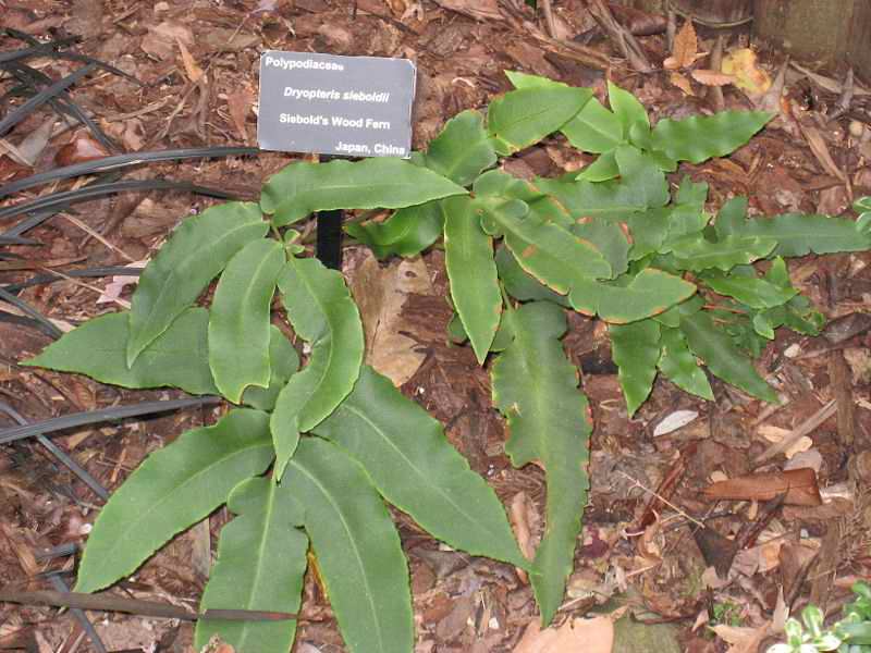 Файл:Dryopteris sieboldii Atlanta BotGarden.jpg