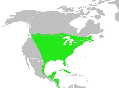 Файл:Dumetella carolinensis-map.jpg