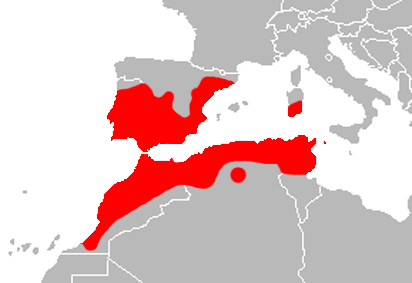Файл:Mapa Hemorrhois hippocrepis.png
