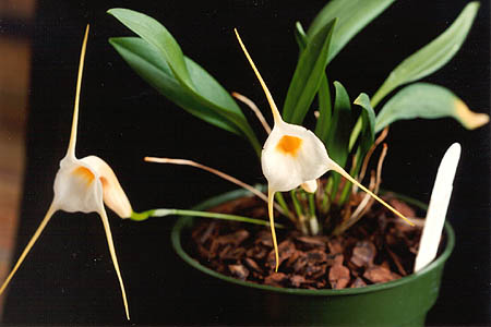 Файл:Masdevallia urosalpinx.jpg