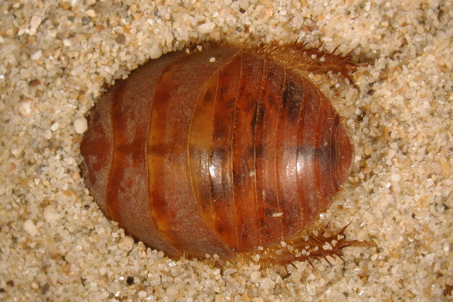 Файл:Sand roach (Marshal Hedin).jpg