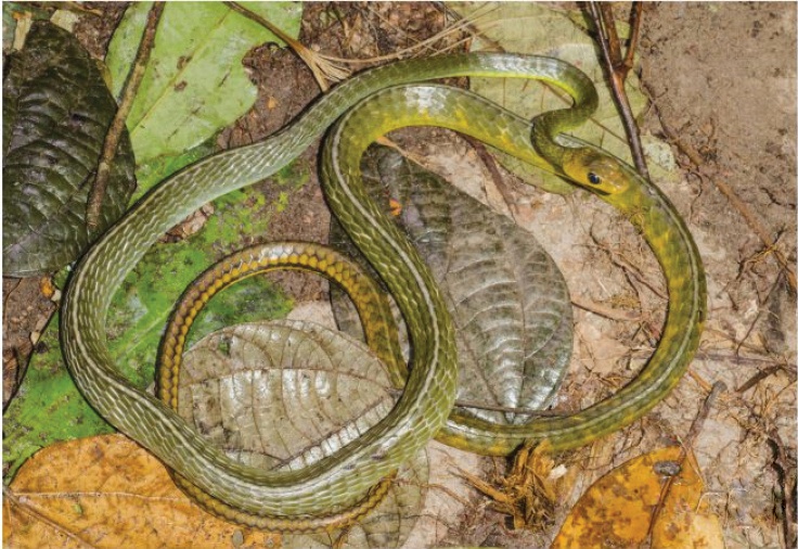 Файл:Chironius septentrionalis.jpg