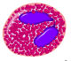 Файл:Eosinophil2.png