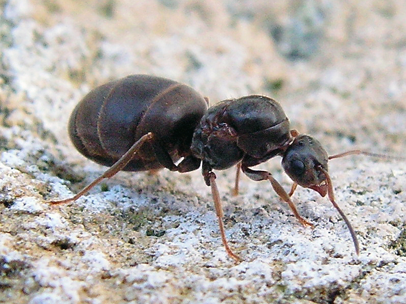 Файл:Lasius Niger wingless queen.jpg