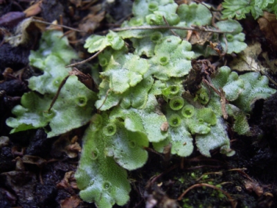 Файл:MarchantiaPolymorpha.jpg