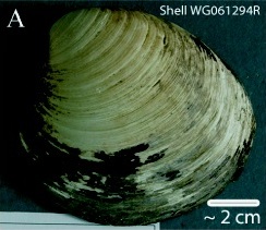 Файл:Ming clam shell WG061294R.jpg