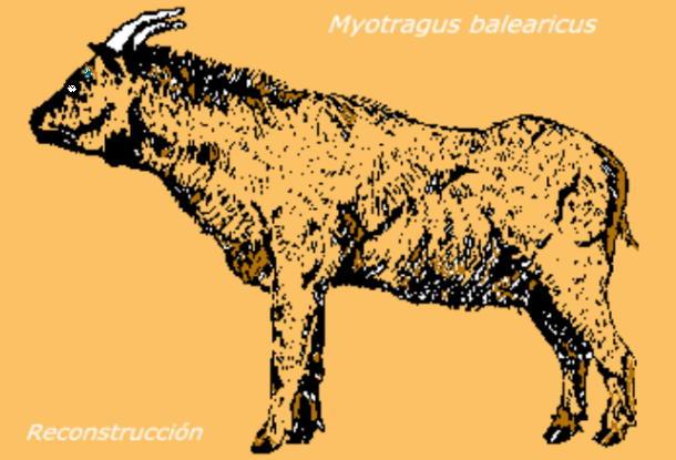Файл:Myotragus balearicus.jpg