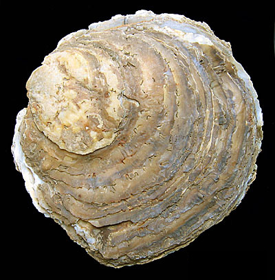 Файл:Ostrea edulis.jpg