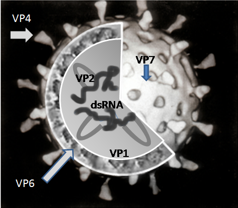 Файл:Rotavirus Structure.png