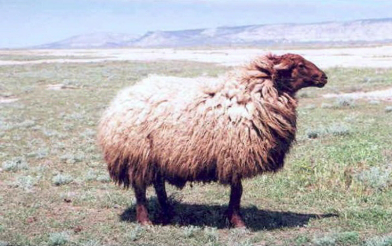 Файл:Abşeron 1..jpg