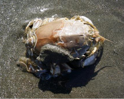 Файл:Blepharipoda.jpg