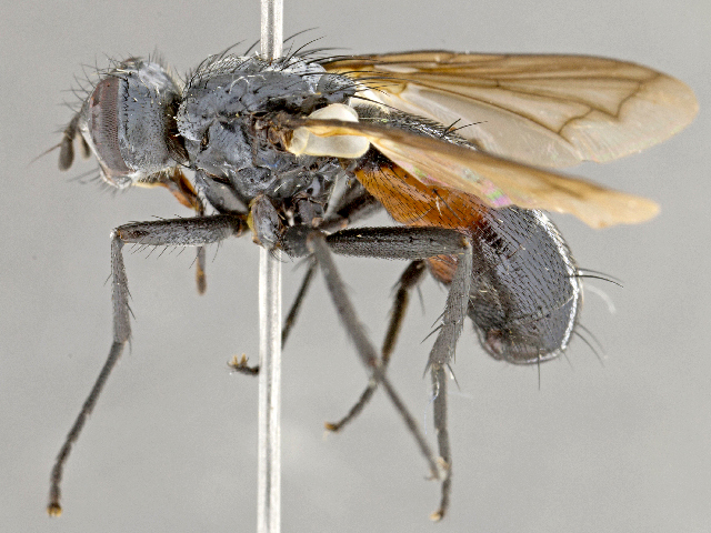 Файл:Cylindromyia euchenor.jpg