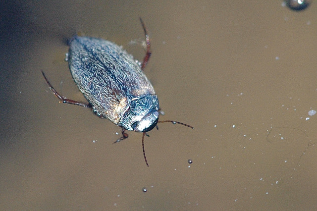 Файл:Hydroporus.pubescens.jpg