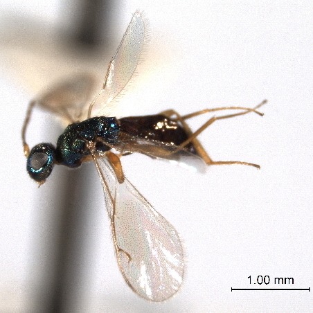 Файл:Macromesus americanus.jpg