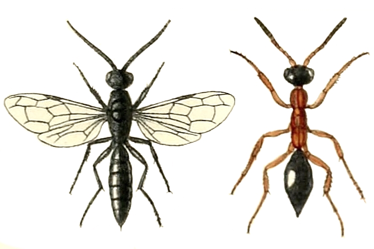 Файл:Methocha ichneumonides.jpg