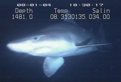 Файл:Odontaspis ferox 3.jpg