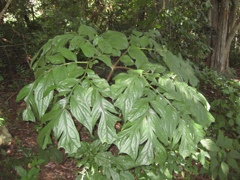 Файл:Anchomanes abbreviatus - leaf (5658253678).jpg