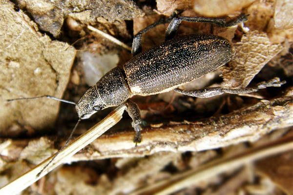 Файл:Brachyderes lusitanicus.png