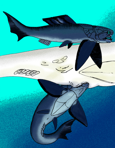 Файл:Dinichthys herzi.jpg