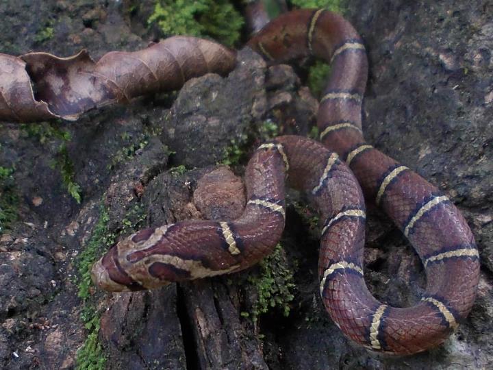 Файл:Oligodon albocinctus.jpg