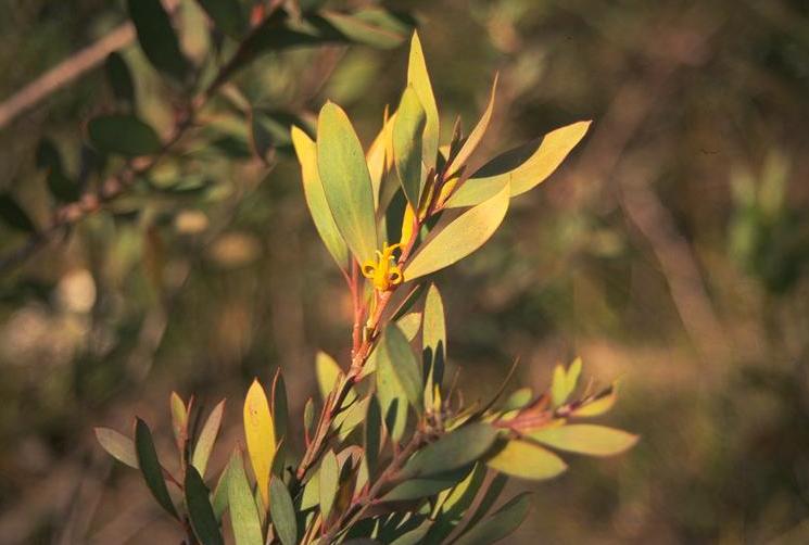 Файл:Persoonia glaucescens.jpg