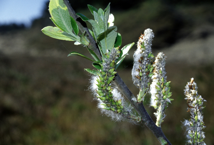 Файл:Salix hookeriana USFWS.jpg