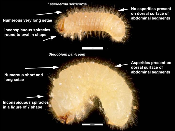 Файл:Stegobium paniceum-Larva-en.jpg