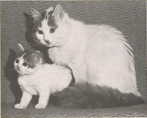Файл:Van Guzelli Iskenderun.jpg