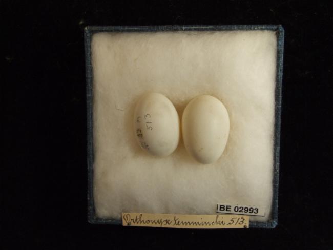 Файл:Australian Logrunner Eggs.jpg